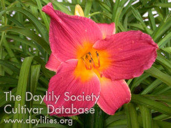 Daylily Christmas Showcase